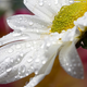 Image for article titled Shooting Challenge: Focus Stacking Gallery